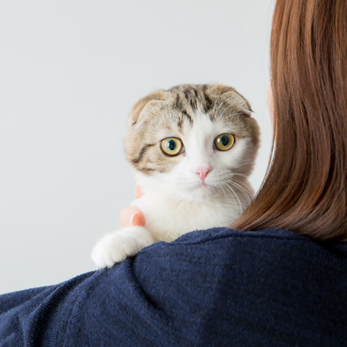 抱かれている猫