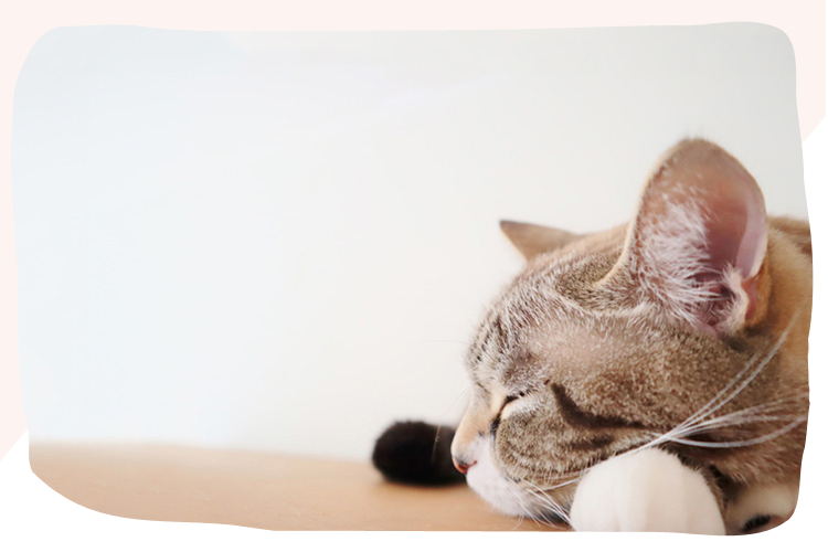 メインビジュアル